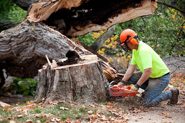 Large Tree Removal in Sayre, OK